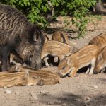 Femelle du sanglier : Laie, marcassin et tableau complet
