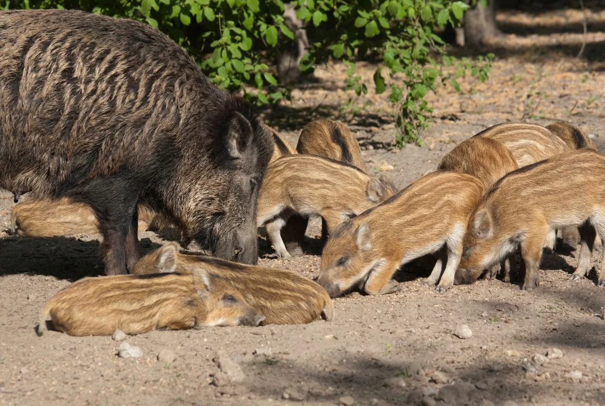 Femelle du sanglier : Laie, marcassin et tableau complet