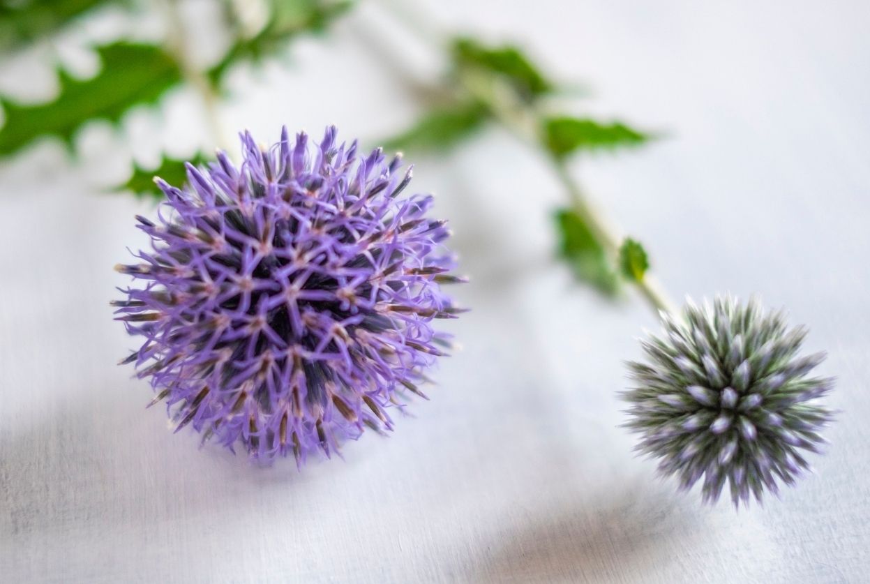 fleur chardon echinops