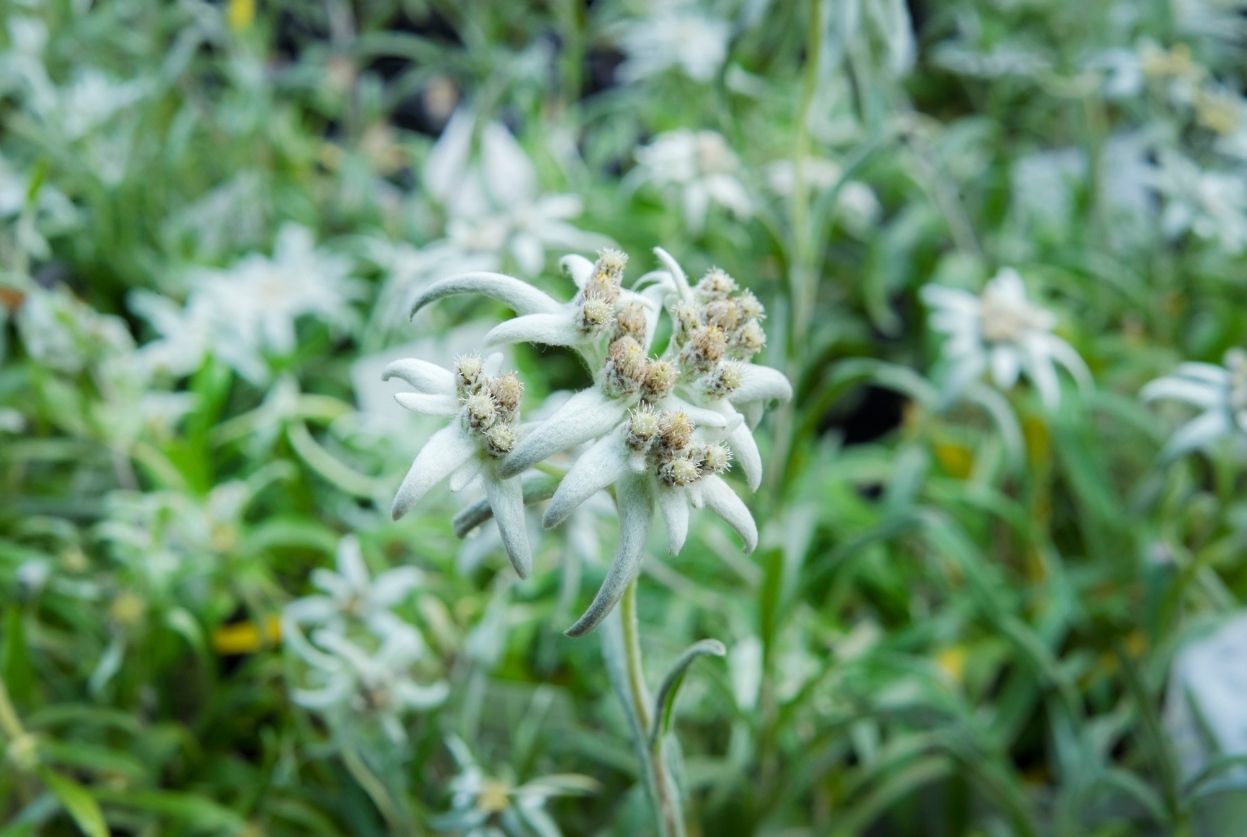 fleur en e edelweiss
