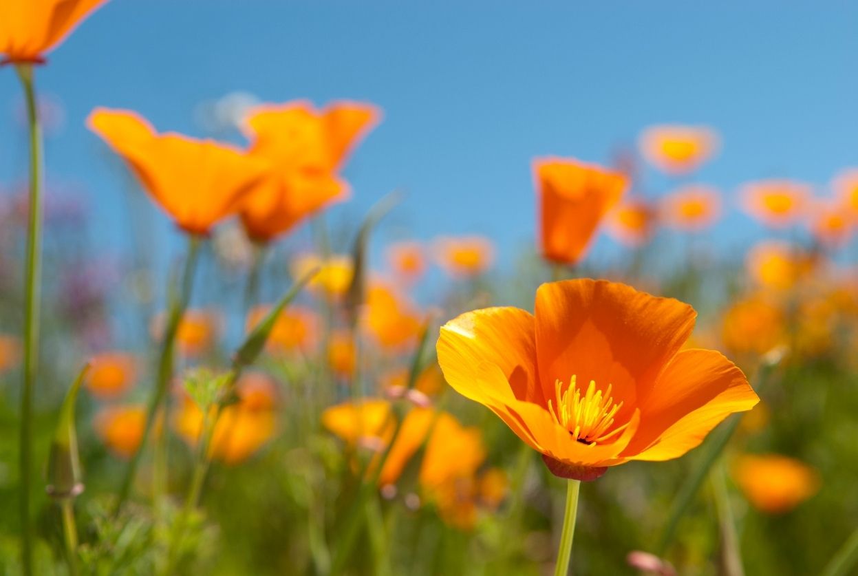 fleur en e eschscholzia