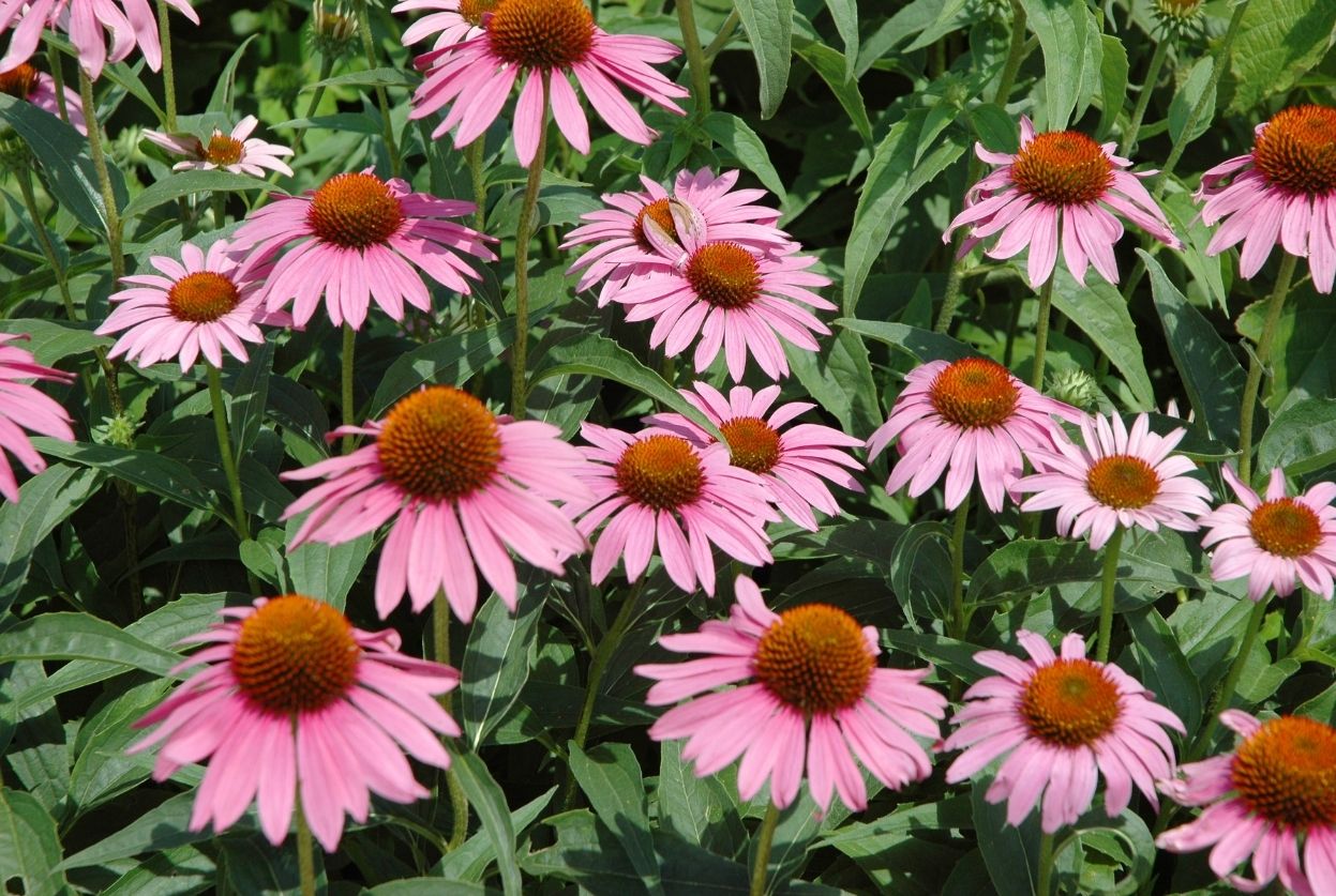 fleur vivace echinacée