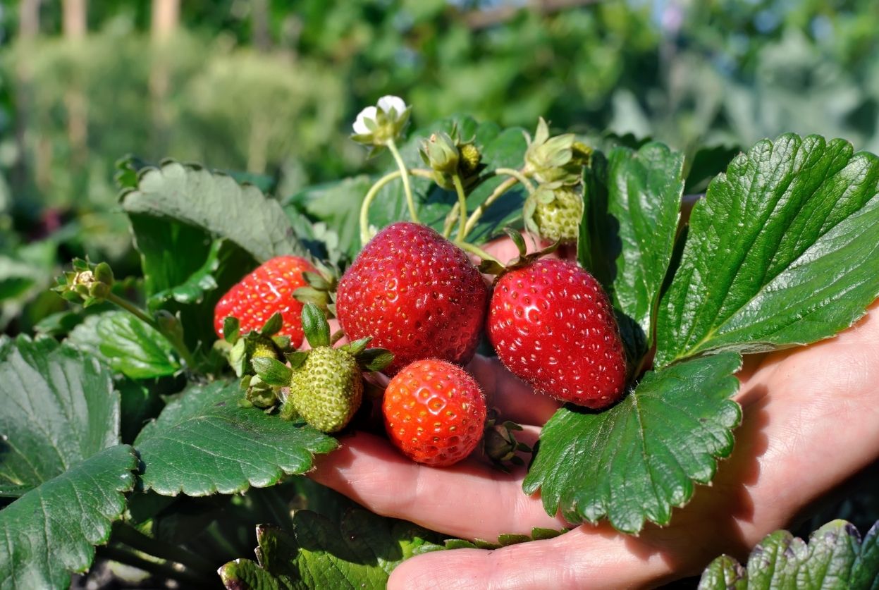 Fraisier Mara des Bois : Planter, entretenir, déguster