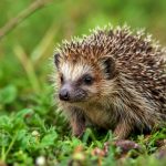 hérisson dans un jardin