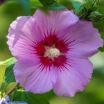 Hibiscus des marais : Fleurs géantes, culture facile