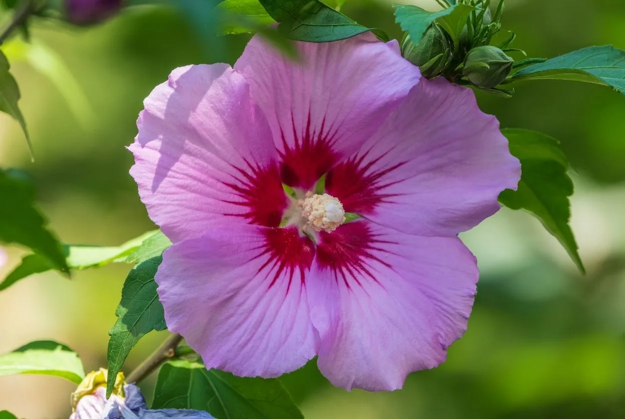 Hibiscus des marais : Fleurs géantes, culture facile