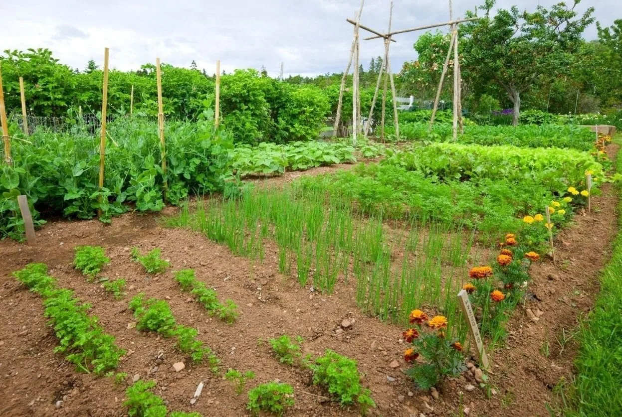 jardin potager