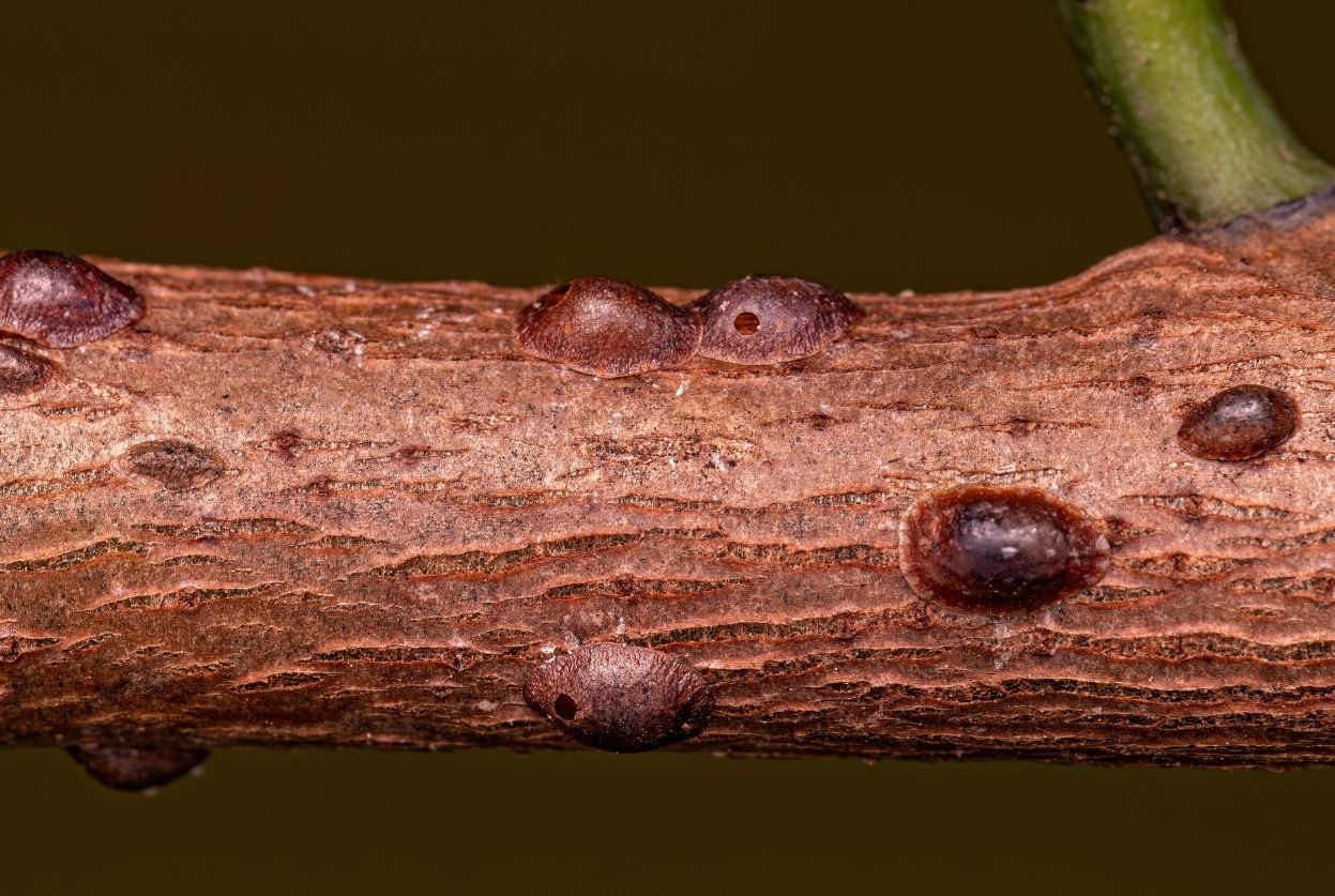 cochenille à bouclier