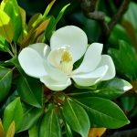 Magnolia grandiflora : variétés, taille & floraison