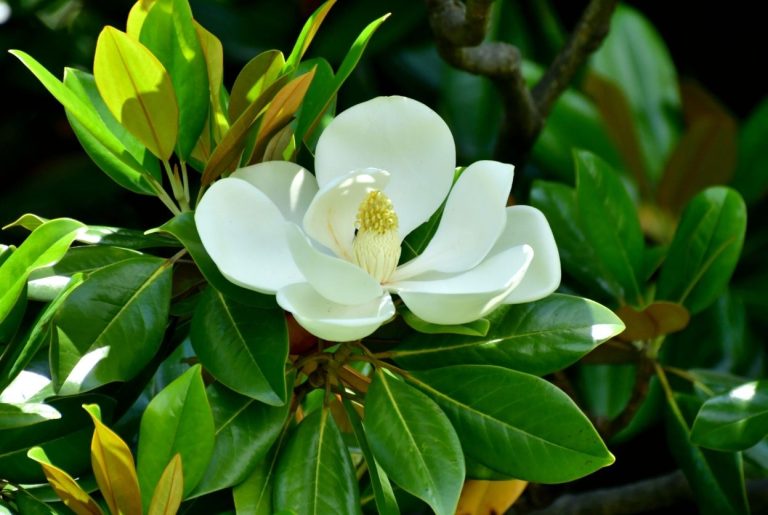 Magnolia grandiflora : variétés, taille & floraison