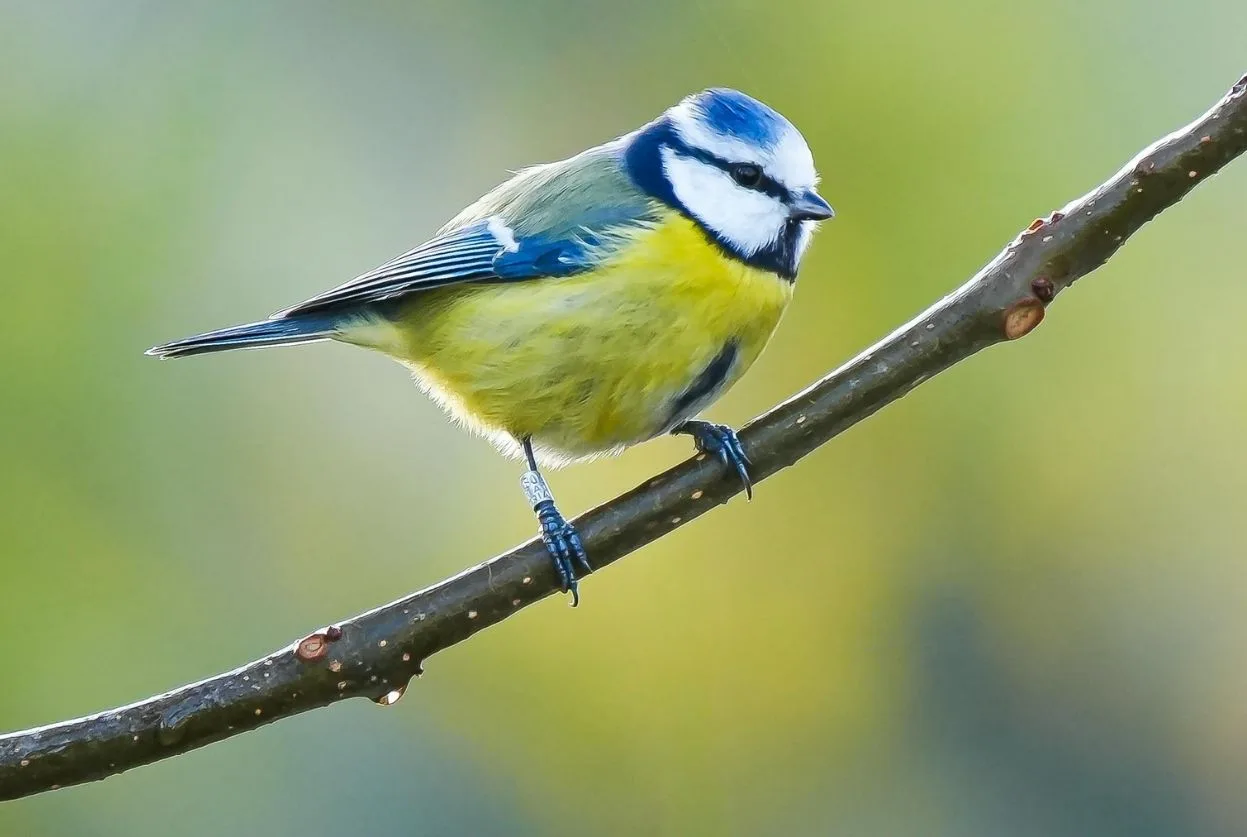 mésange bleue