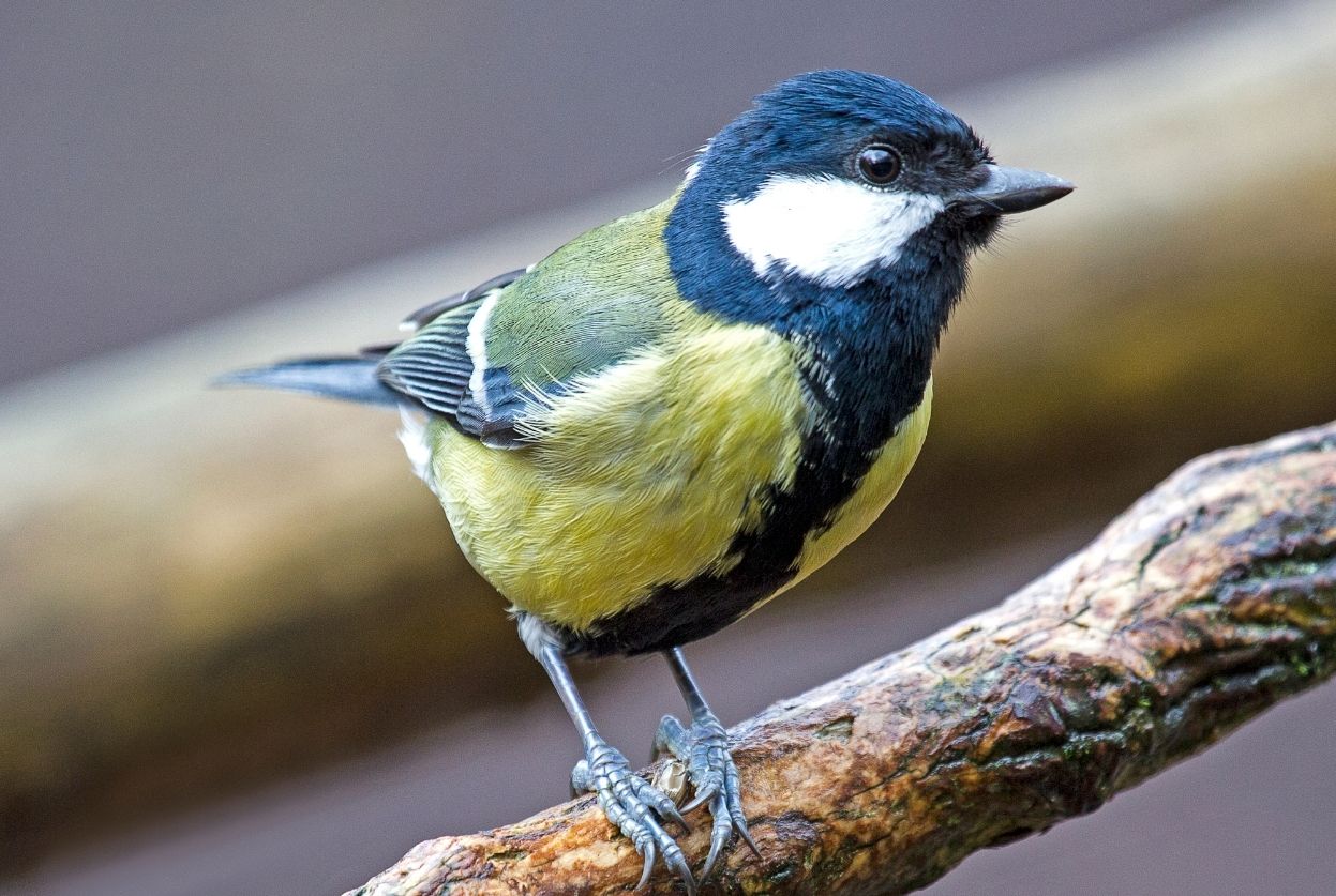 mésange charbonnière