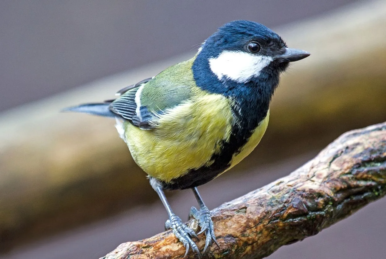 mésange charbonnière