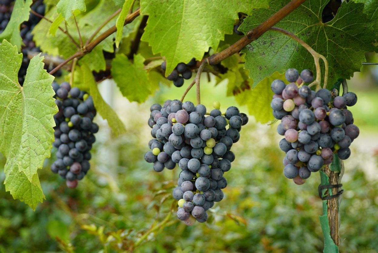Muscat de Hambourg : plantation, taille et recettes