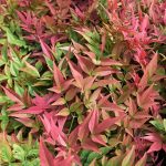 Nandina domestica : Guide complet du bambou sacré