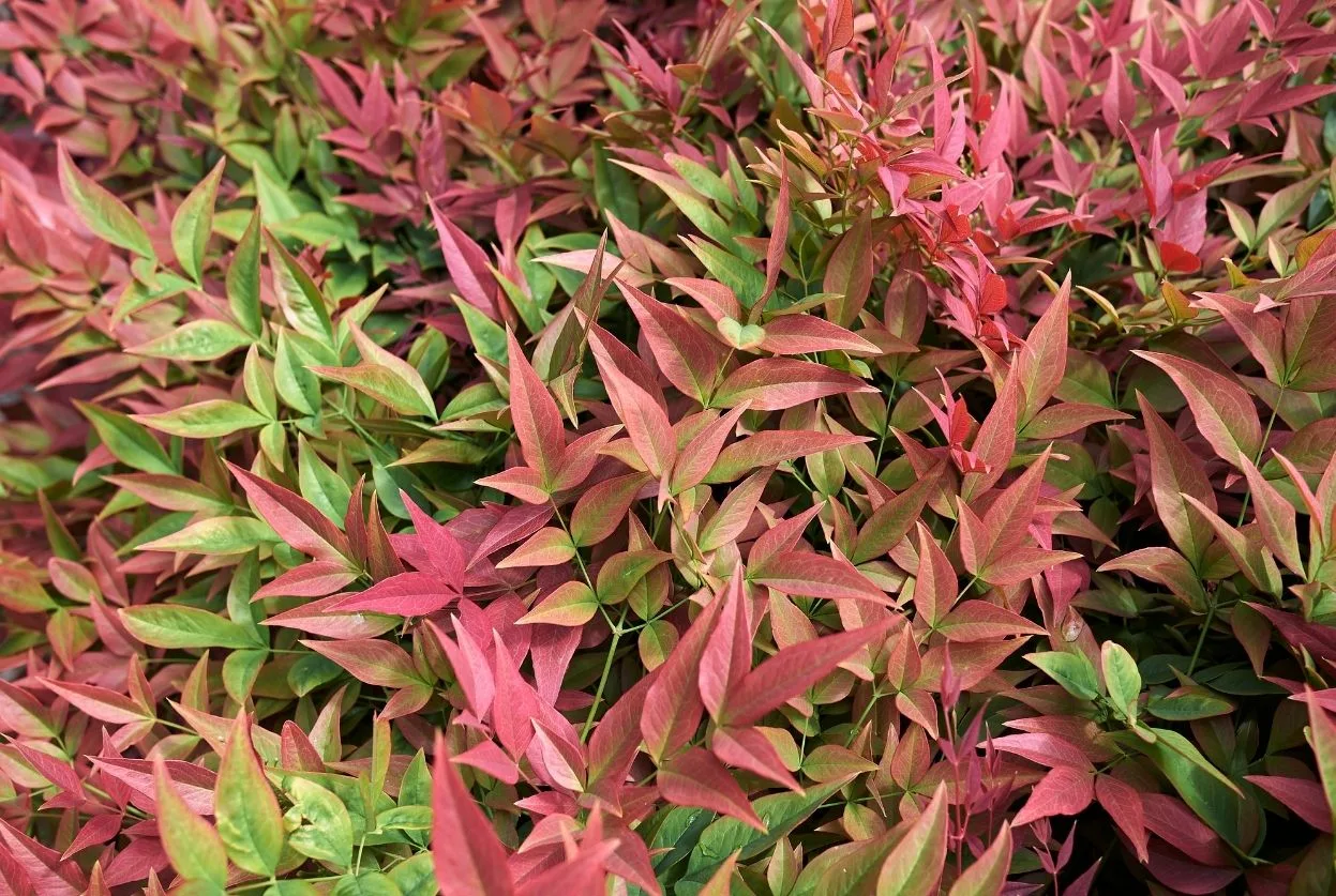 Nandina domestica : Guide complet du bambou sacré
