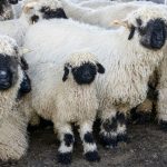 Nez noir du Valais : Origines, caractère et prix