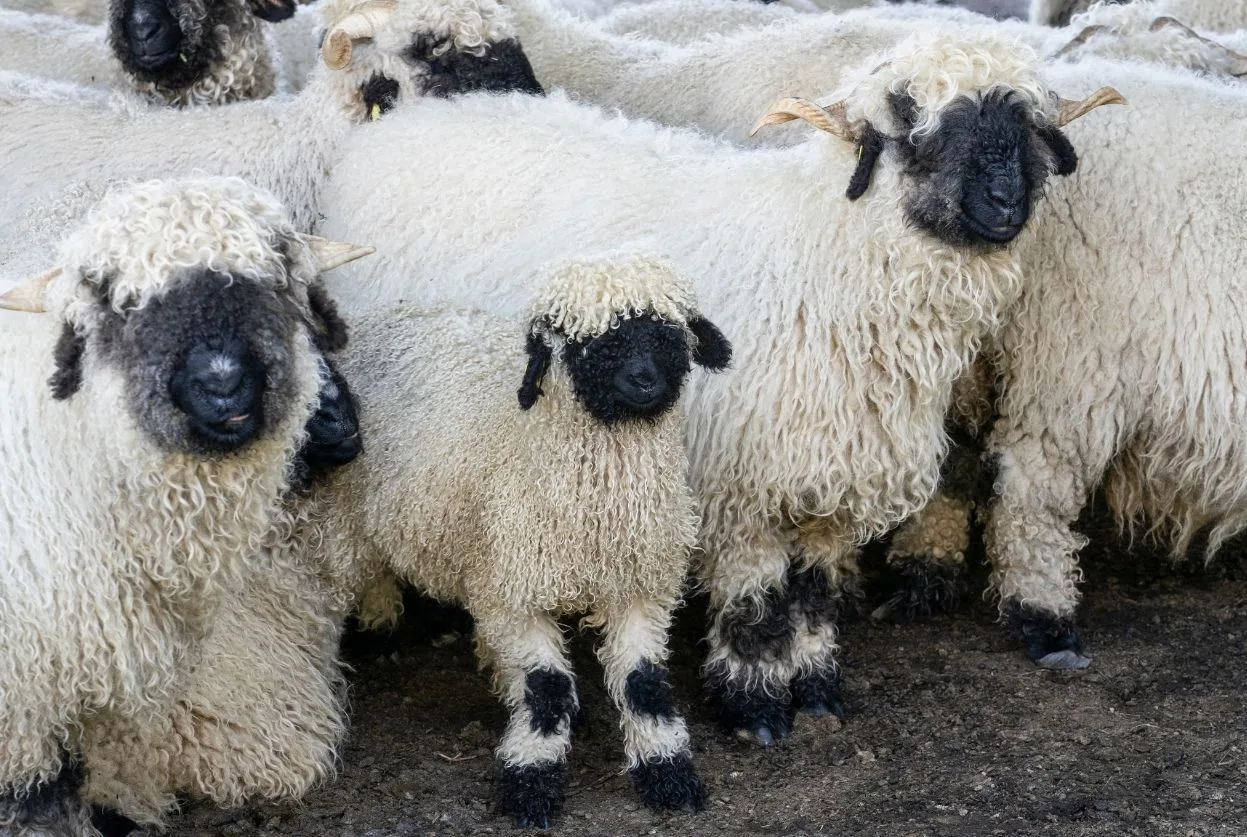 Nez noir du Valais : Origines, caractère et prix