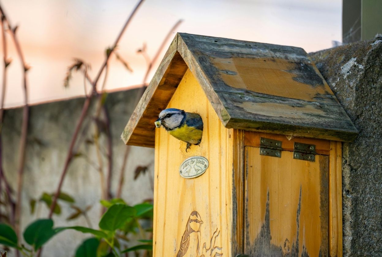 nichoir à oiseaux