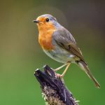 oiseau rouge-gorge