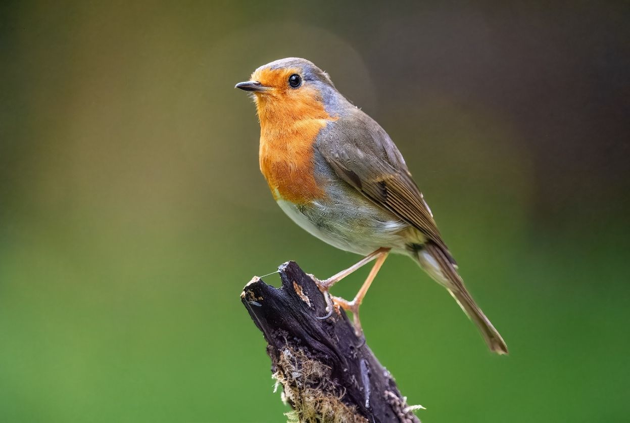 oiseau rouge-gorge
