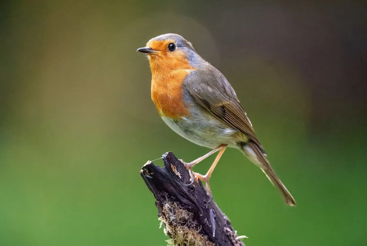 oiseau rouge-gorge