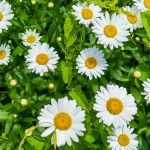 Pâquerette (Bellis perennis) : Culture, variétés et cuisine