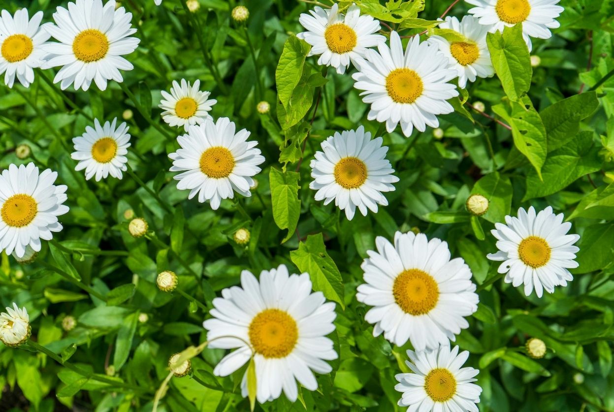 Pâquerette (Bellis perennis) : Culture, variétés et cuisine
