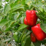 Quand planter les poivrons ? Méthode, calendrier et 5 erreurs à fuir