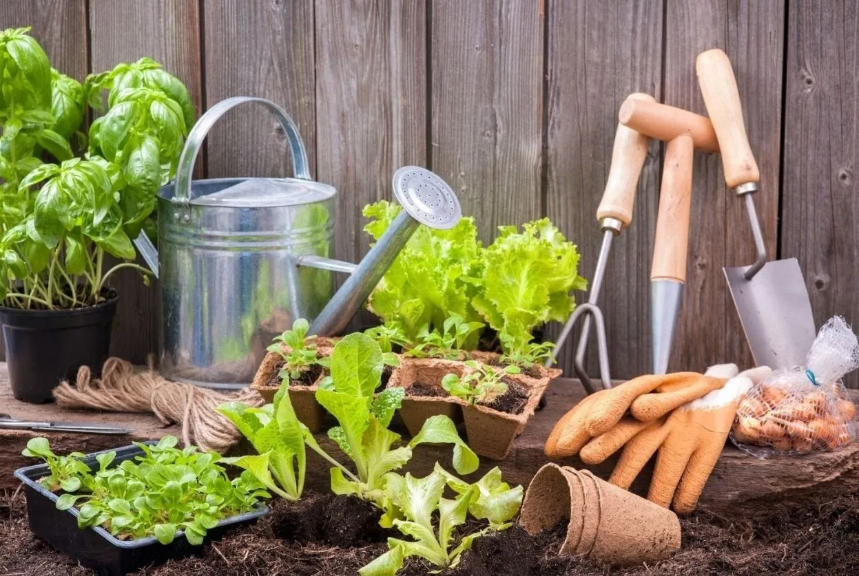 potager pour créer planter et récolter
