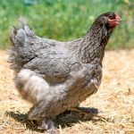 Poule Brahma : Fiche complète, ponte et caractère