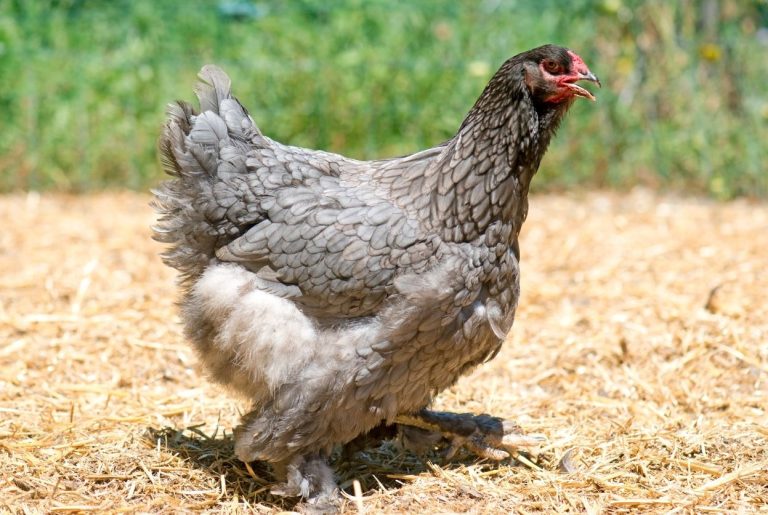 Poule Brahma : Fiche complète, ponte et caractère