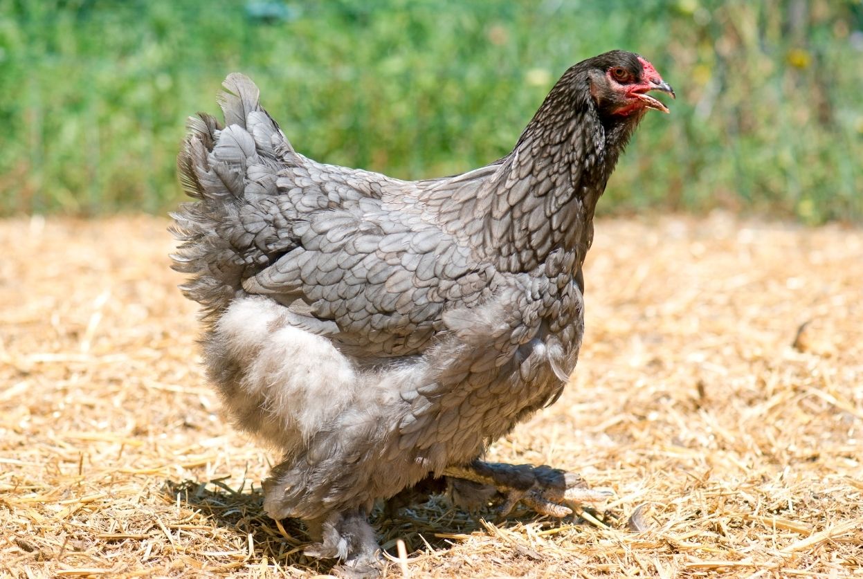 Poule Brahma : Fiche complète, ponte et caractère