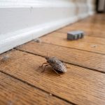 Punaise marron dans la maison : Signification et solutions