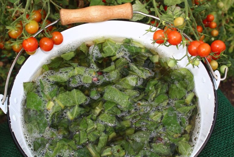 Purin de consoude : Recette, bienfaits et calendrier complet