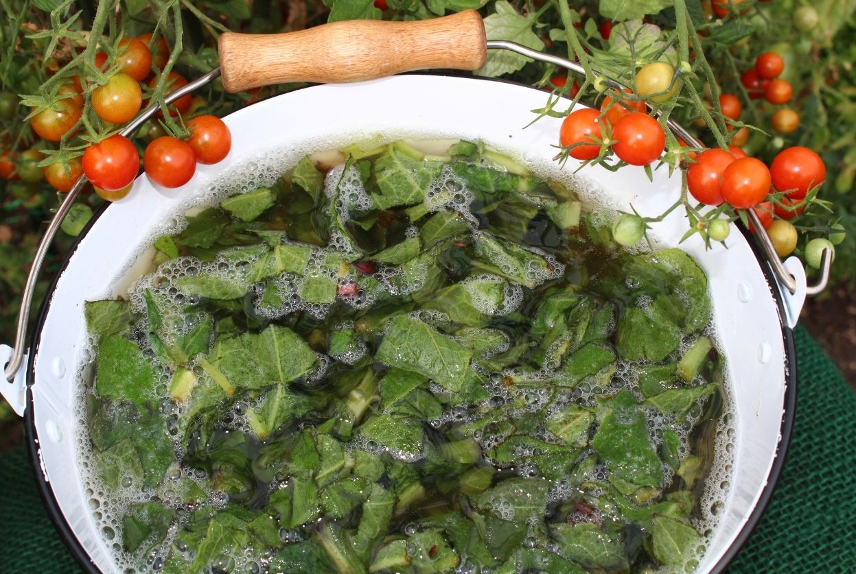 Purin de consoude : Recette, bienfaits et calendrier complet