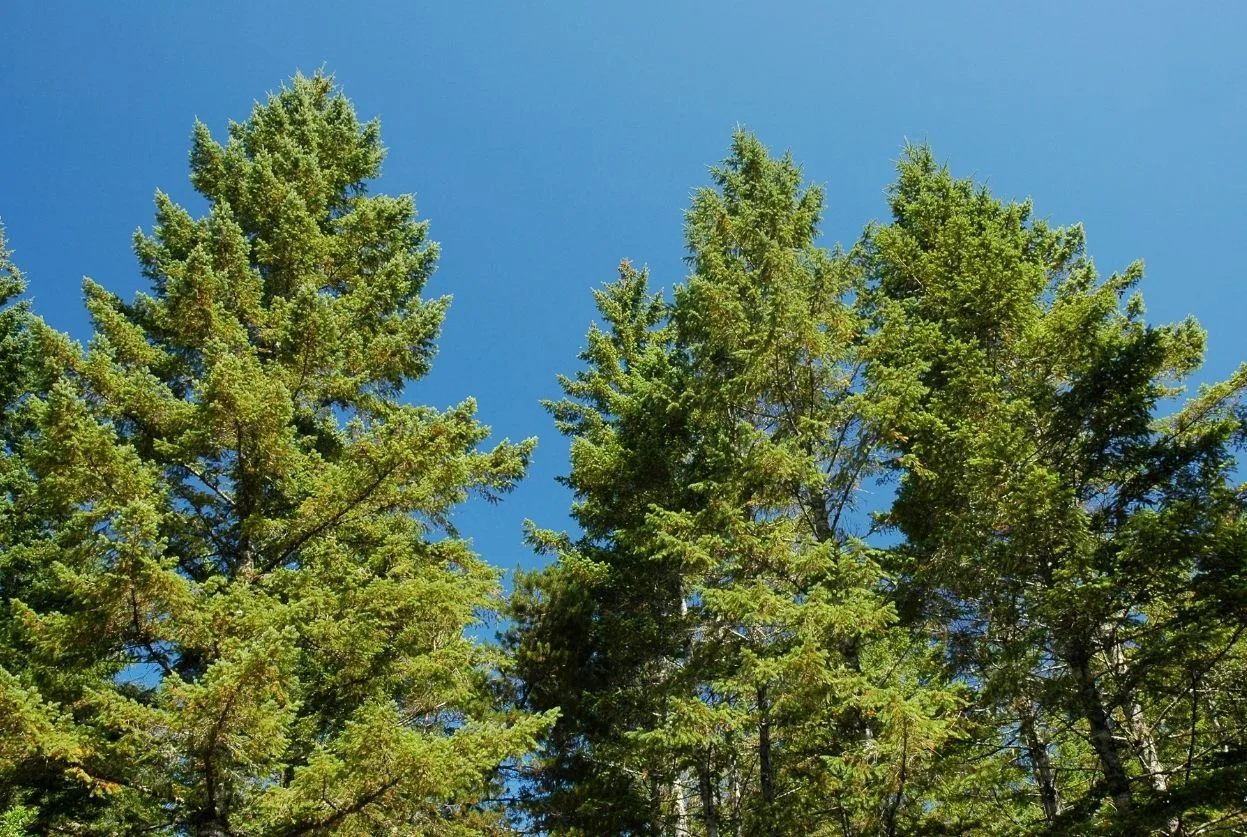 sapins de Douglas