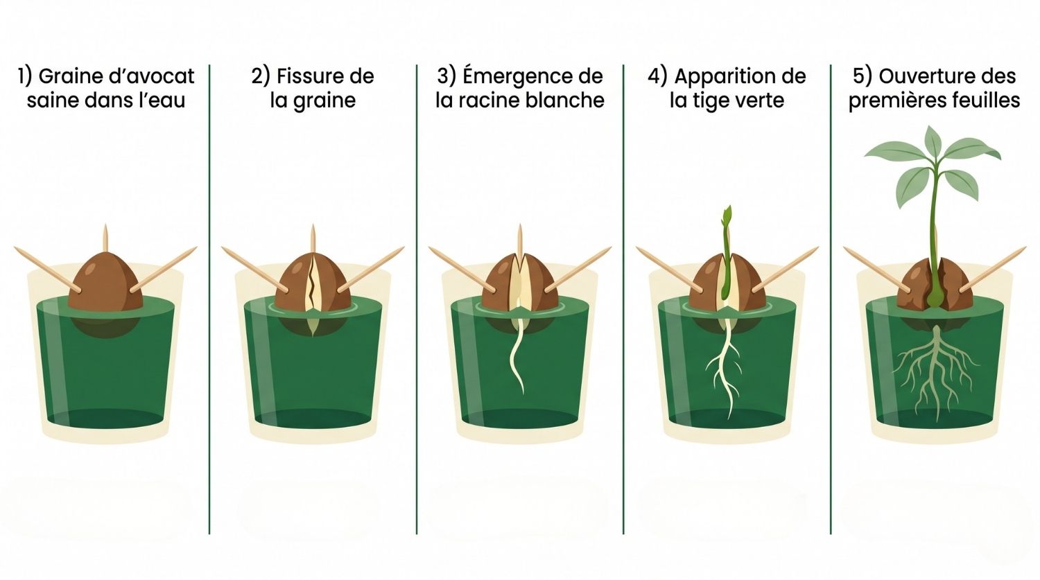 5 étapes de la germination d'un avocat