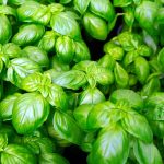 Basilic : Comment le garder vivant et productif tout l'été