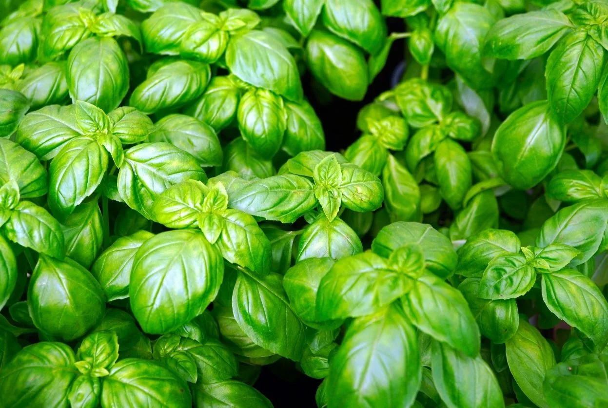 Basilic : Comment le garder vivant et productif tout l'été