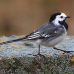 oiseau bergeronnette grise