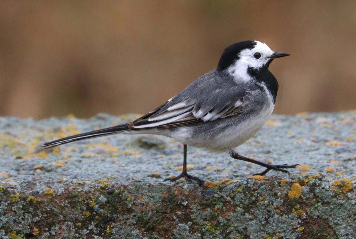 oiseau bergeronnette grise