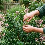 Escallonia : Variétés, taille et secrets de culture