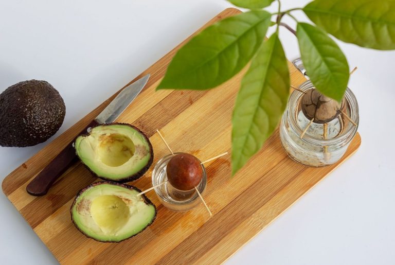 Faire pousser un avocat : 3 méthodes qui marchent
