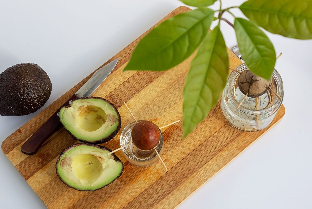 Faire pousser un avocat : 3 méthodes qui marchent
