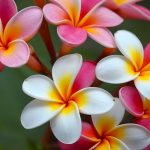 Frangipanier sans fleurs ? Les 6 secrets pour fleurir