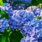 Hortensia bleu : 7 méthodes pour un bleu éclatant qui dure