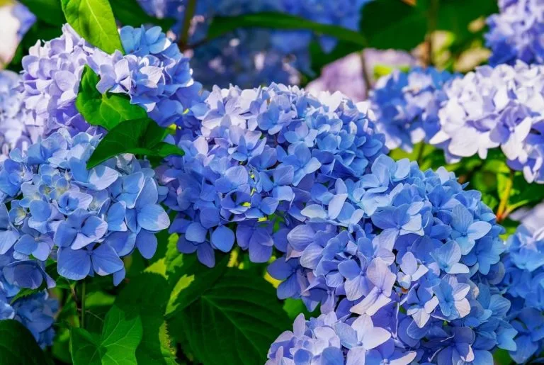 Hortensia bleu : 7 méthodes pour un bleu éclatant qui dure