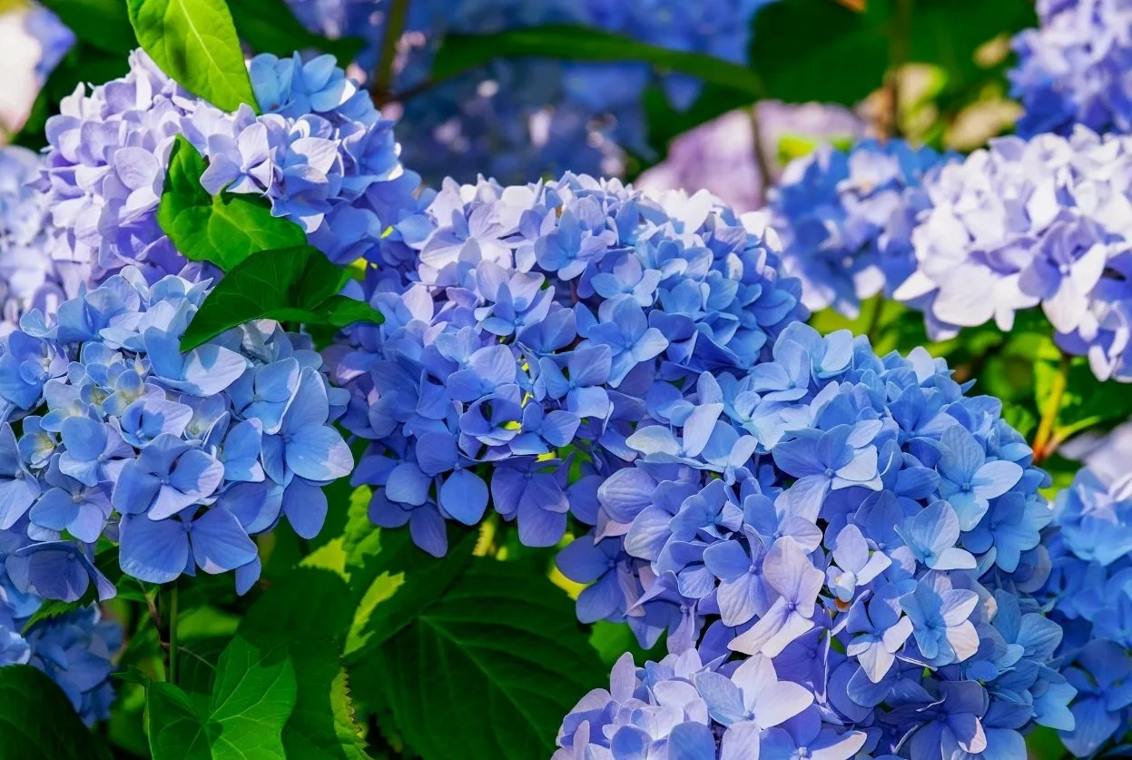Hortensia bleu : 7 méthodes pour un bleu éclatant qui dure