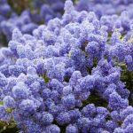 Céanothe, Lilas de Californie : Variétés, taille et entretien